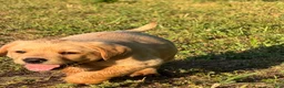 Labrador Retriever dogs for sale: Labrador Retriever Puppy 7 - Ad 4