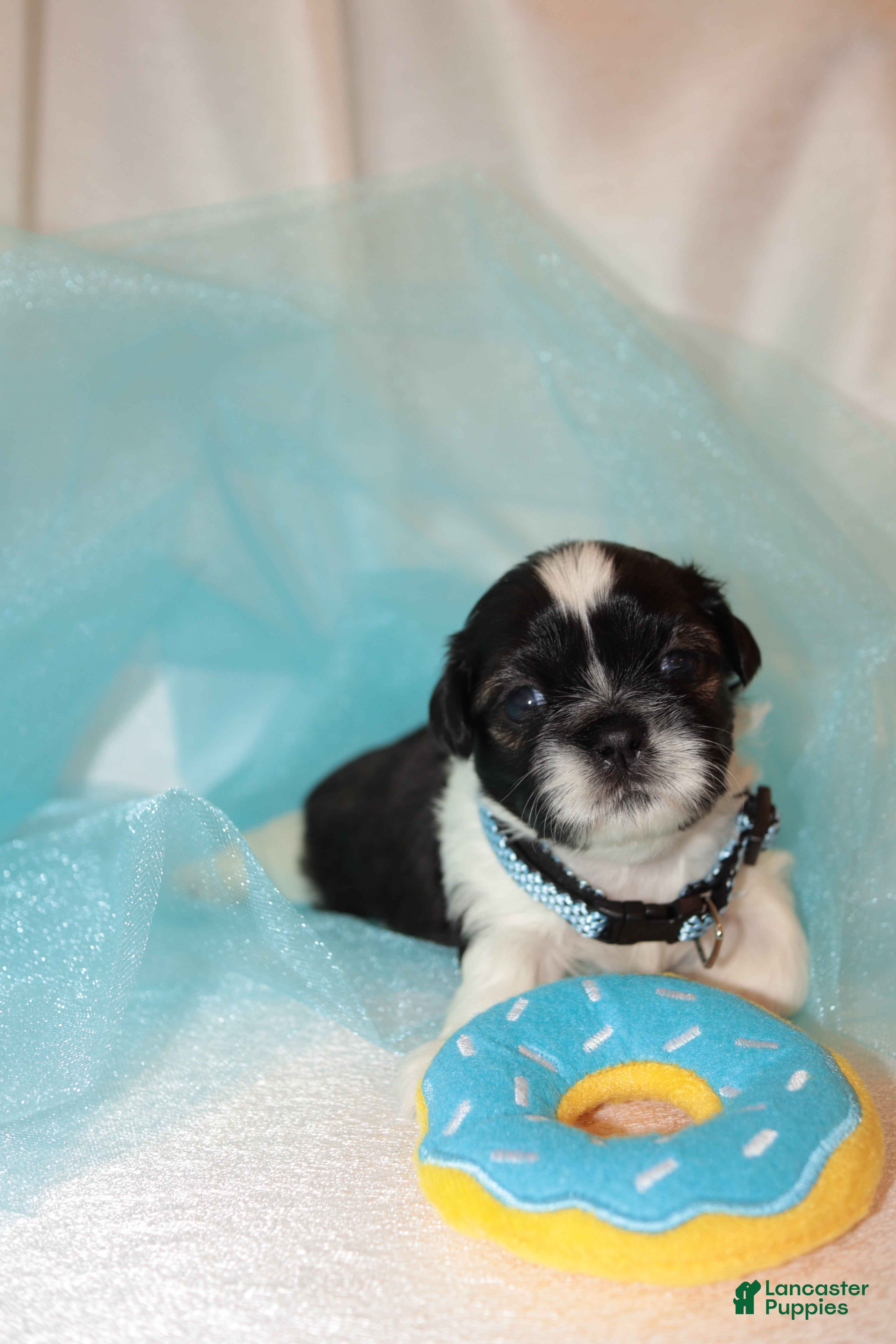 Shih Tzu dogs Shih Tzu Puppy 1 - Ad 3