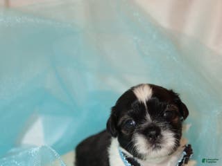 Shih Tzu dogs Shih Tzu Puppy 1 - Ad 37
