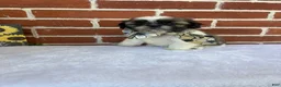 Shih Tzu dogs for sale: Parker - Ad 5