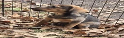 Mixed Breed dogs for sale: Skippy  - Ad 3