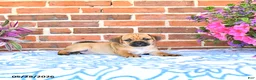 Puggle dogs for sale: Rania - Ad 4