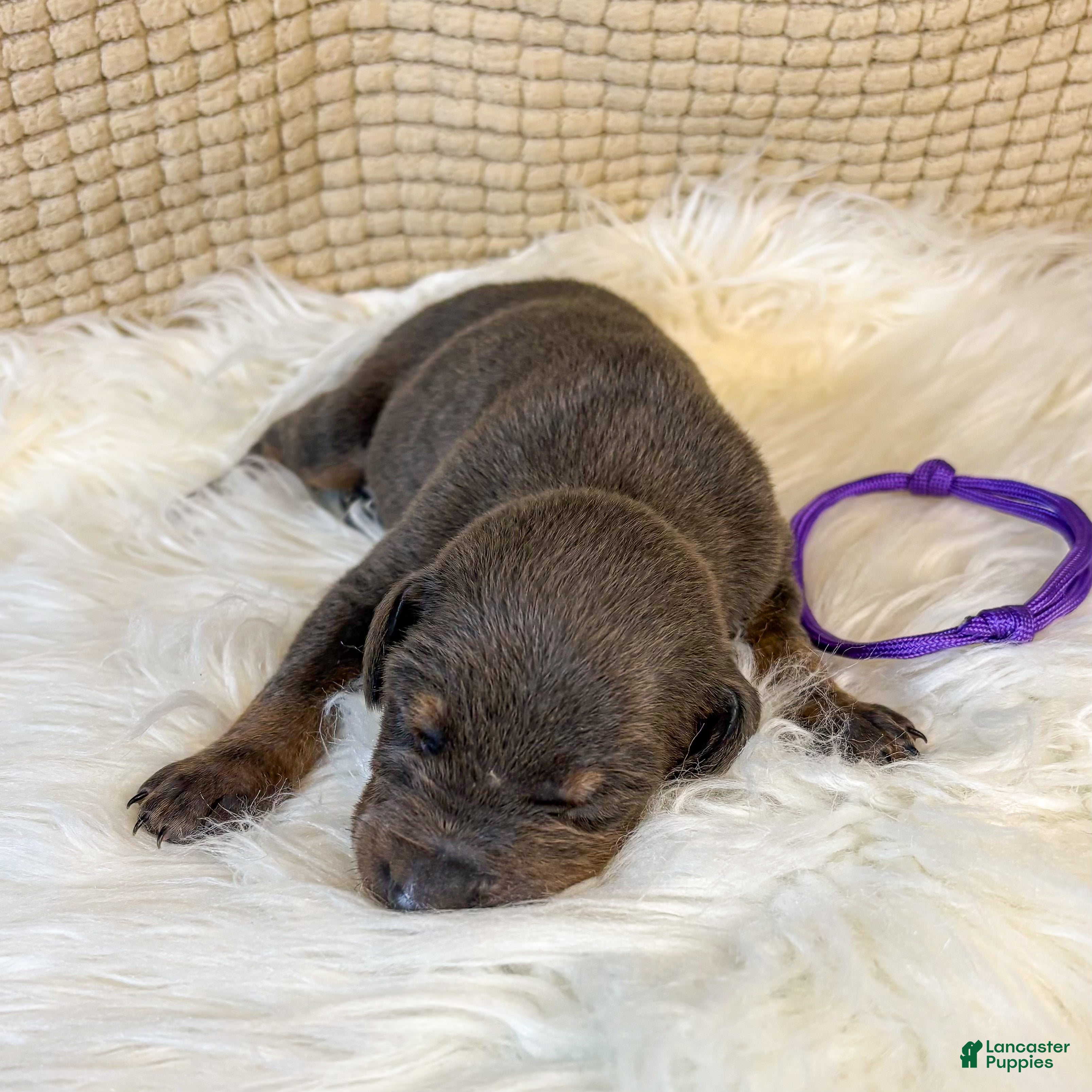 Doberman Pinscher dogs Purple Collar Female  - Ad 40
