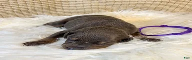 Purple Collar Female 