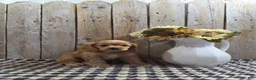 Cocker Spaniel dogs for sale: Baxter - Ad 5