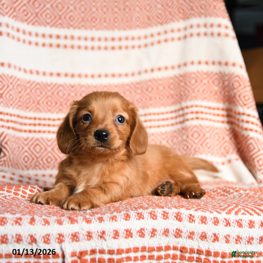 Miniature Dachshund dogs for sale: King - Ad 4