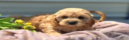 Cockapoo dogs for sale: Knotty - Ad 6