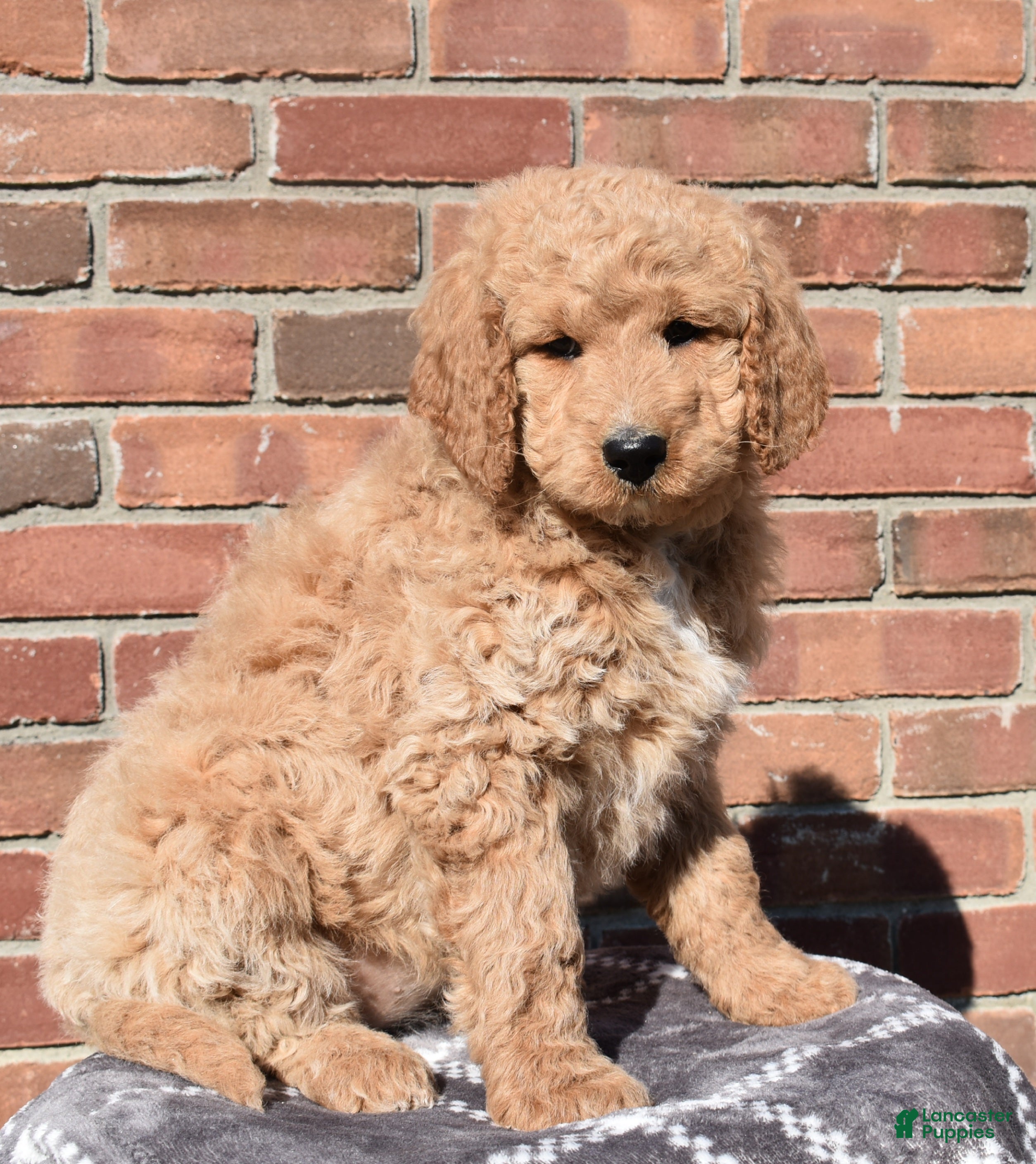 Goldendoodle dogs Sadie  - Ad 2