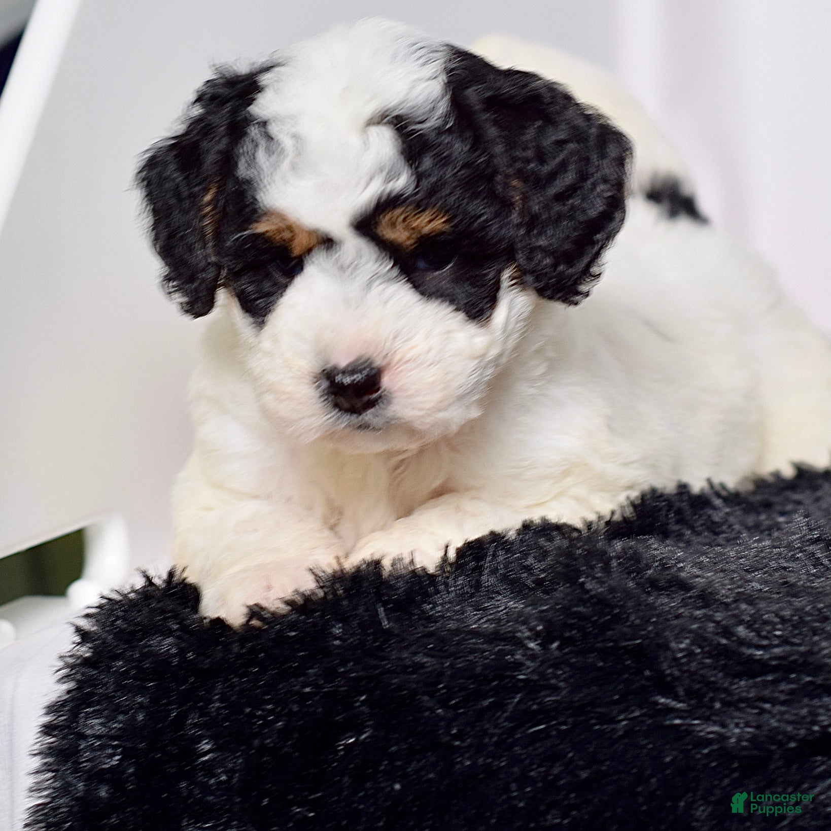 Mini Goldendoodle dogs for sale: Ms. Kida - Ad 5