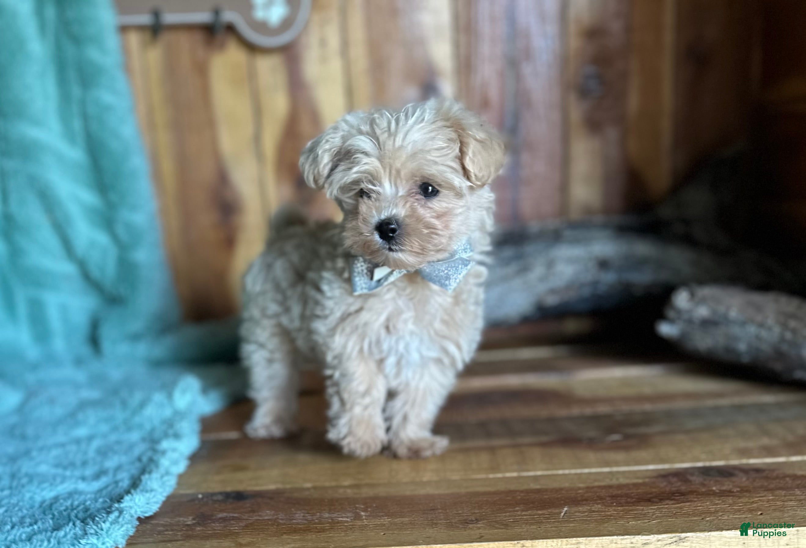 Maltipoo dogs Maltipoo Puppy 1 - Ad 1