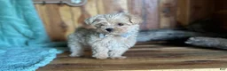 Maltipoo dogs for sale: Maltipoo Puppy 1 - Ad 1