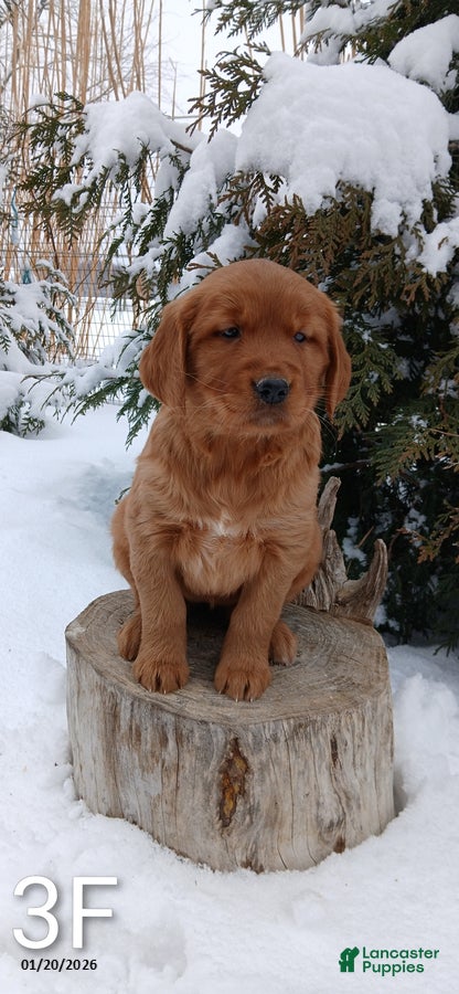 Golden Retriever dogs Melody - Ad 30