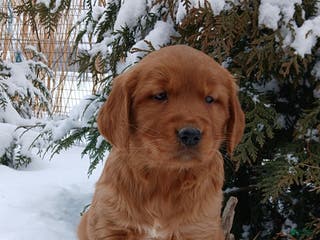 Golden Retriever dogs Melody - Ad 42