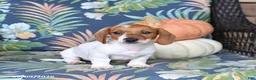 Miniature Dachshund dogs for sale: Handsome - Ad 4