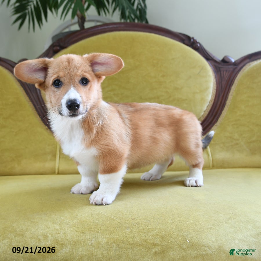 Welsh Corgi Pembroke dogs Cynthia - Ad 2