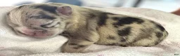 Mixed Breed dogs for sale: Maggie - Ad 1