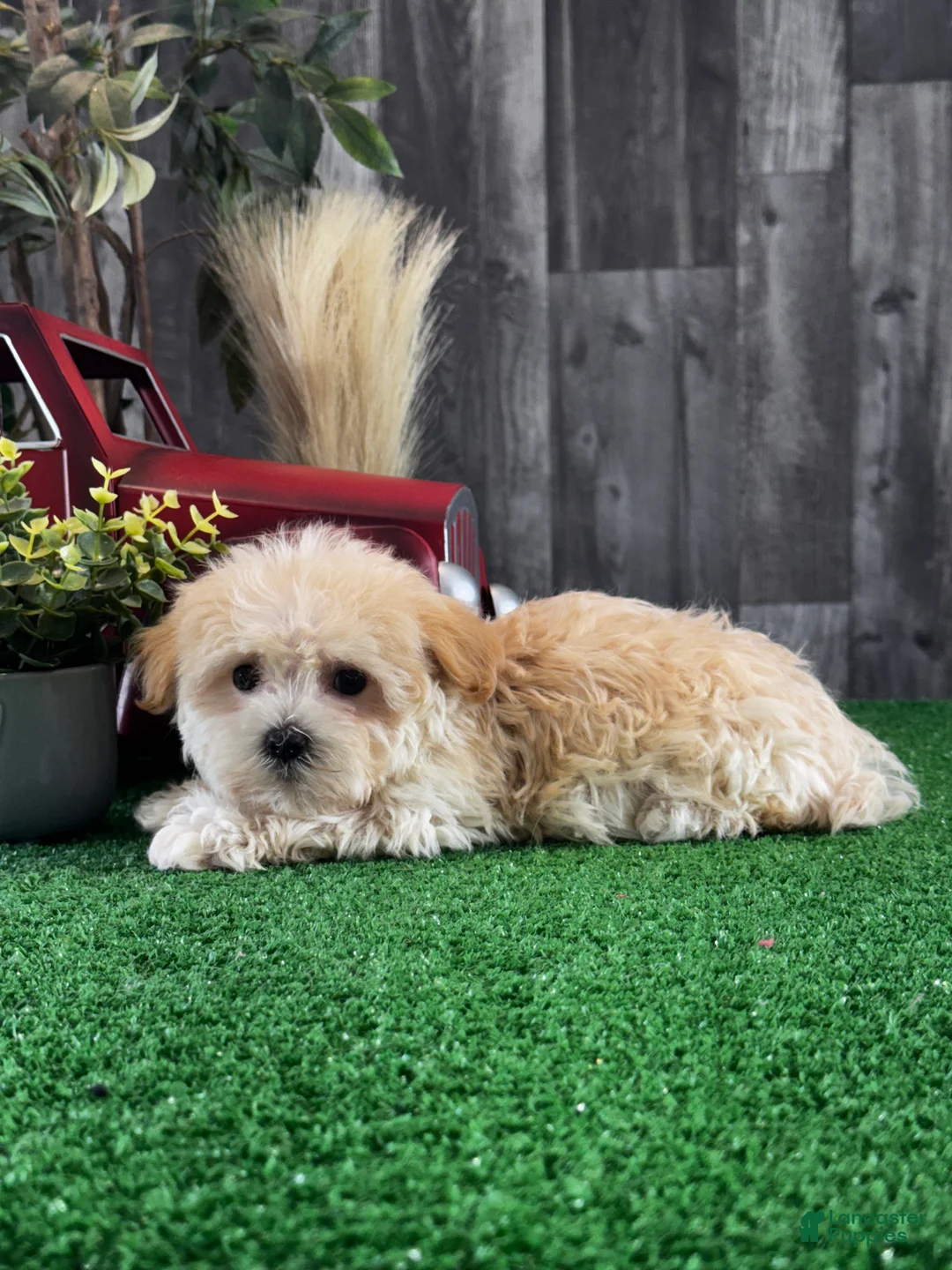 Havanese dogs for sale: Tiny Hazel  - Ad 2