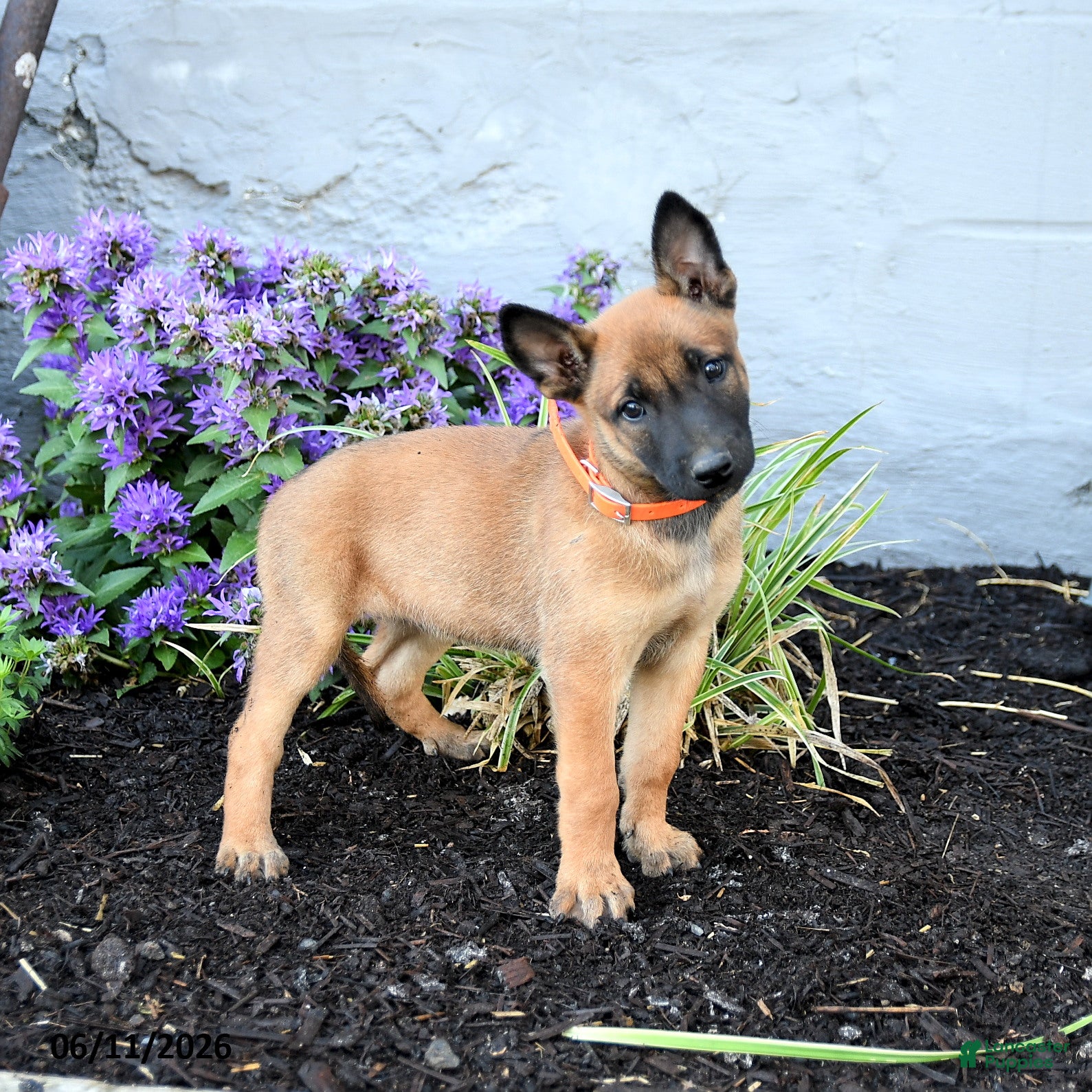 Belgian Malinois dogs Nova  - Ad 1