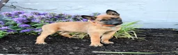 Belgian Malinois dogs for sale: Nova  - Ad 1