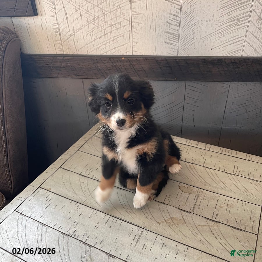 Mixed Breed dogs Rosie - Ad 4