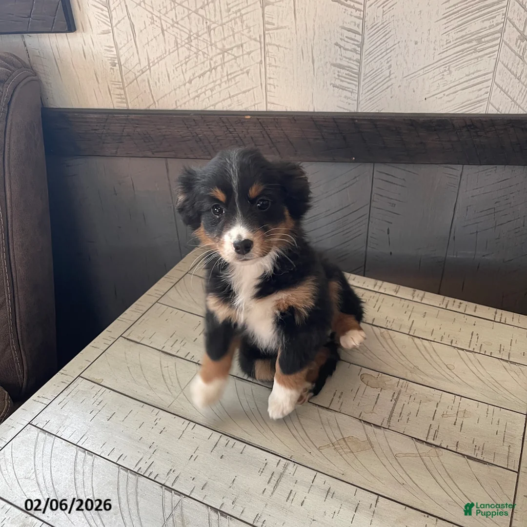 Mixed Breed dogs for sale: Rosie - Ad 1