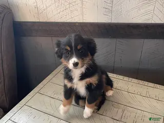 Mixed Breed dogs Rosie - Ad 32