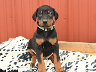 Doberman Pinscher dogs - Ad 29