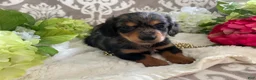 Miniature Dachshund dogs for sale: Kade - Ad 15