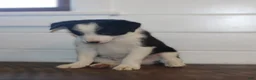 Border Collie dogs for sale: Parker - Ad 3
