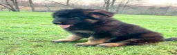German Shepherd dogs for sale: Ruger - Ad 4