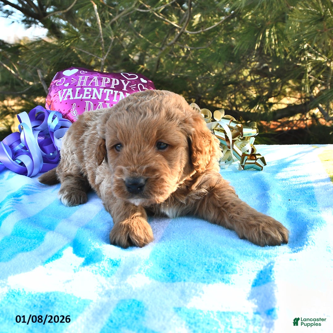 Mini Goldendoodle dogs for sale: Oreo - Ad 3