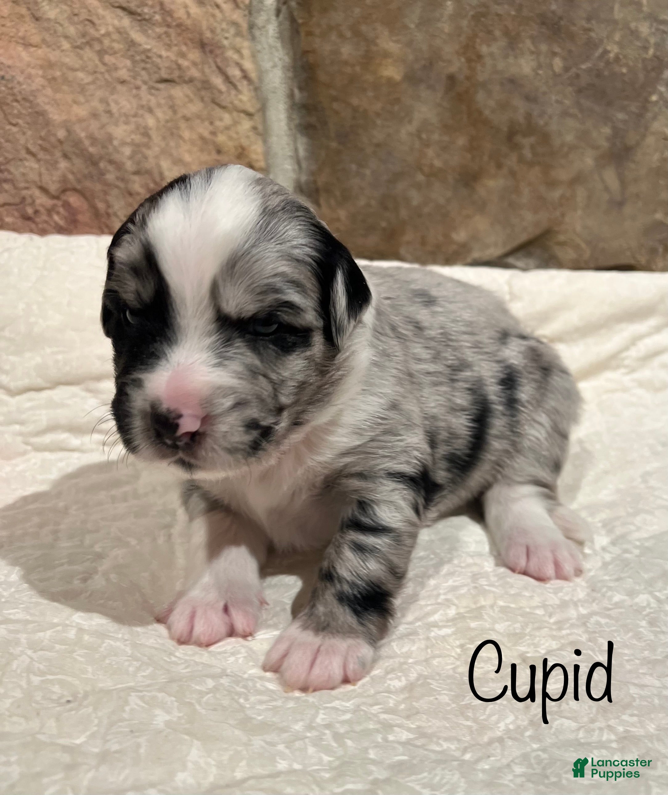 Australian Shepherd dogs Cupid - Ad 4
