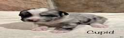 Australian Shepherd dogs for sale: Cupid - Ad 1