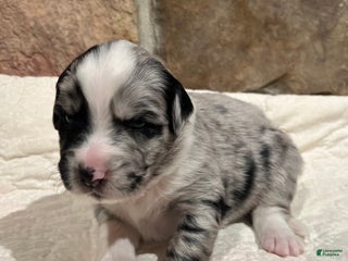 Australian Shepherd dogs Cupid - Ad 1