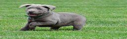 Labrador Retriever dogs for sale: Millie - Ad 11