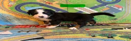 Bernese Mountain Dog dogs for sale: Green - Ad 7