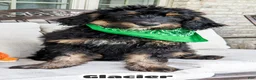 Bernedoodle dogs for sale: Glacier - Ad 3