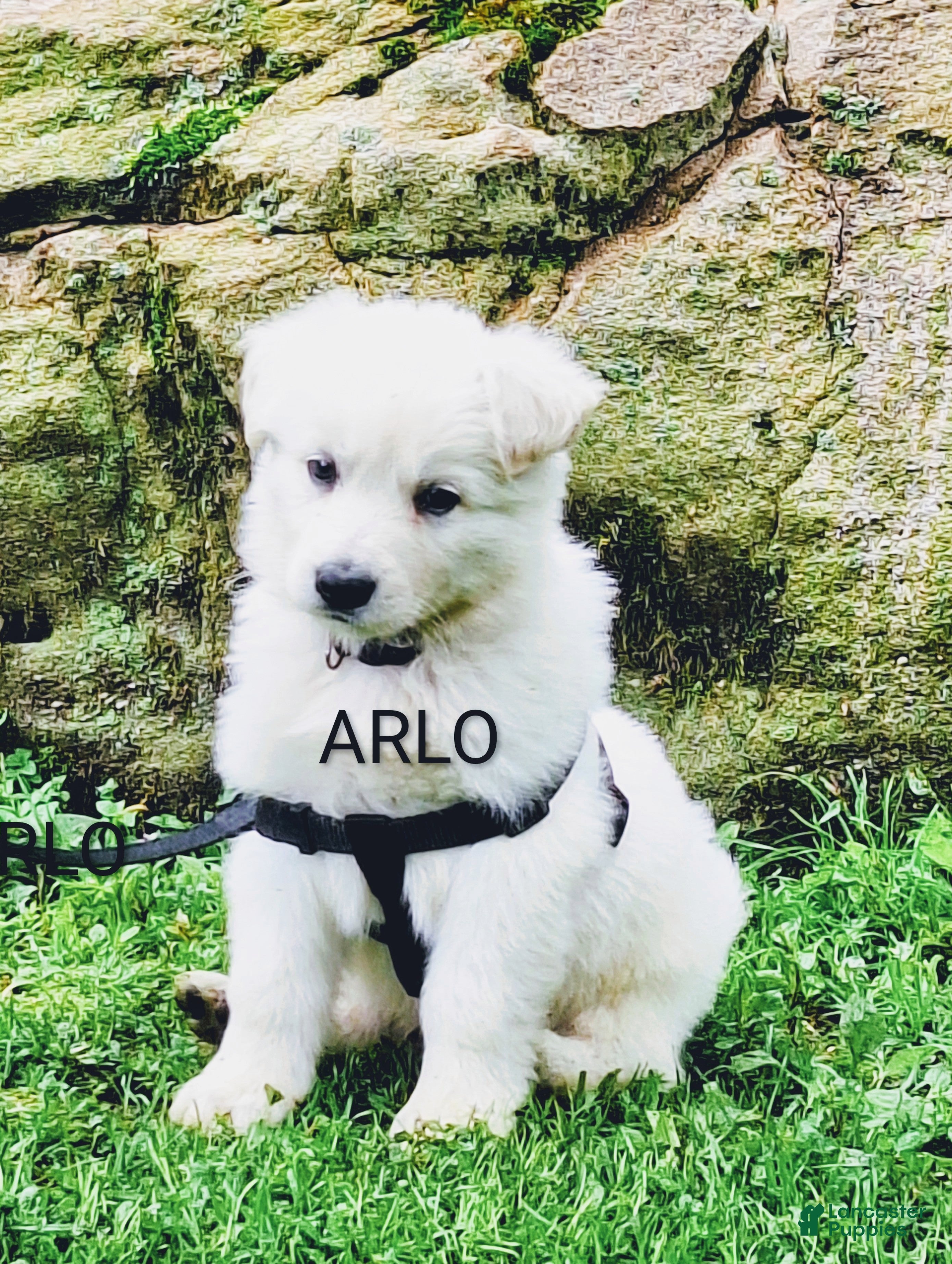 German Shepherd dogs German Shepherd Puppy 5 - Ad 1