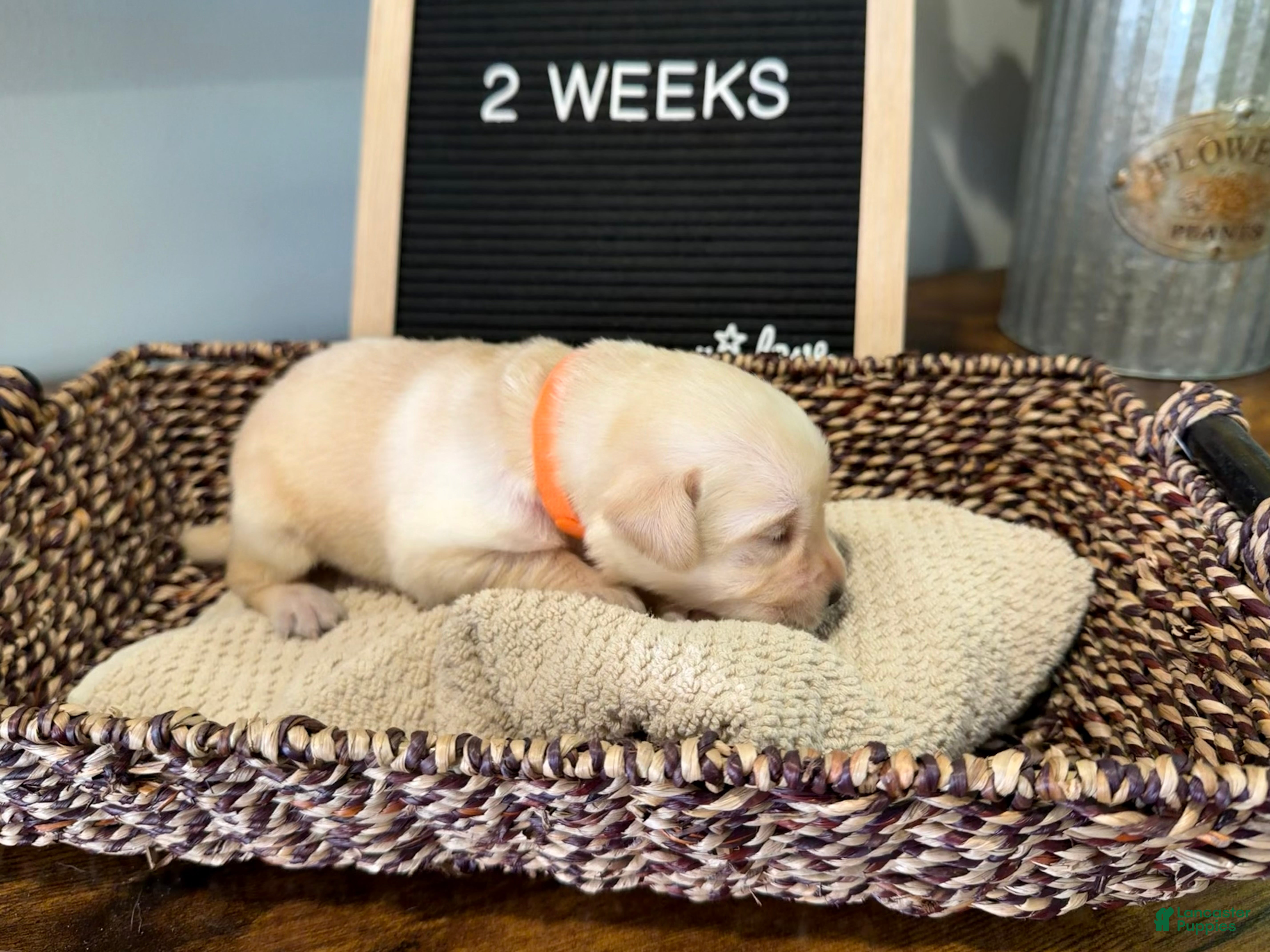 Labrador Retriever dogs for sale: Orange - Ad 1