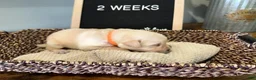 Labrador Retriever dogs for sale: Orange - Ad 1