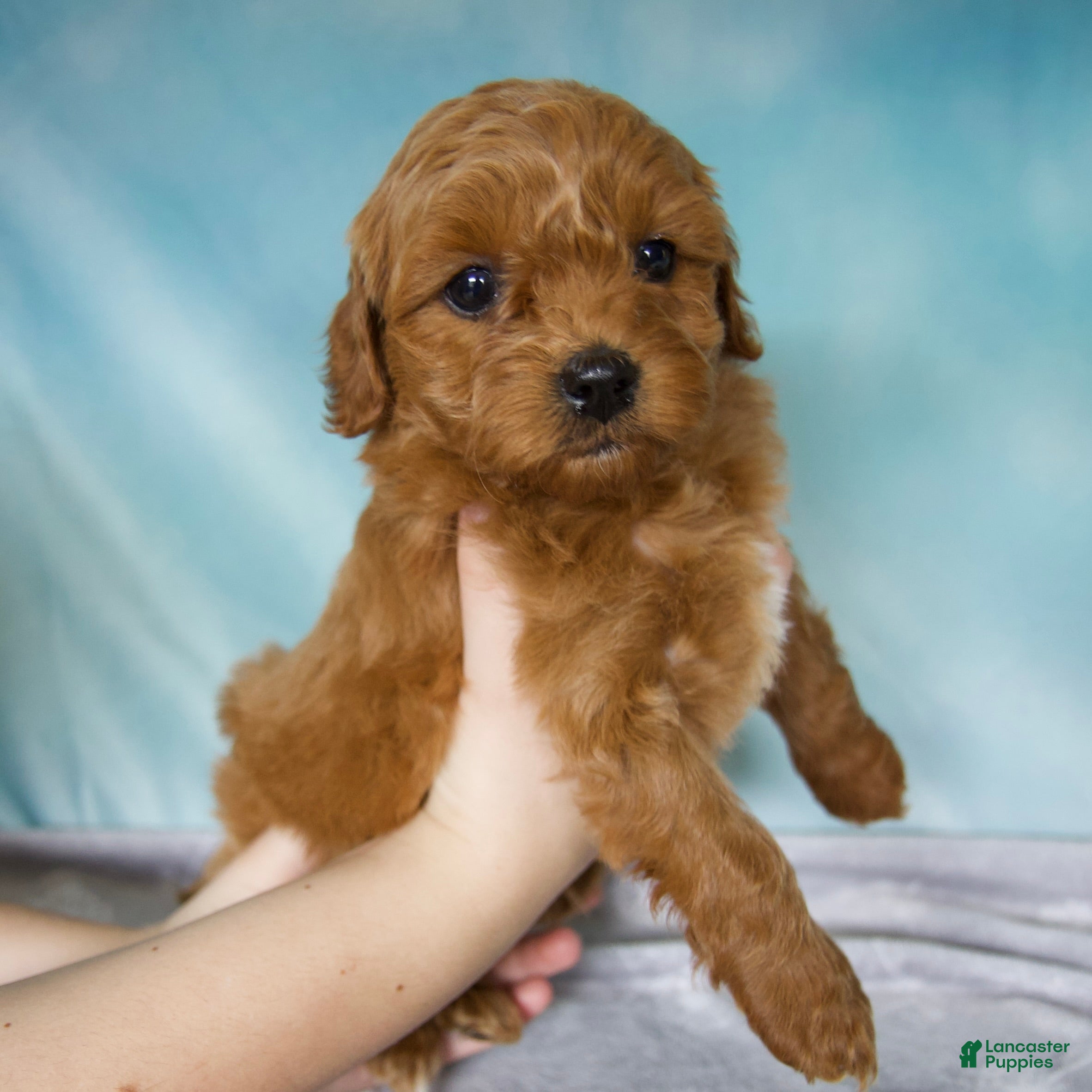 Cavapoo dogs Milo - Ad 1