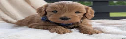 Mini Goldendoodle dogs for sale: Pumpkin - Ad 6