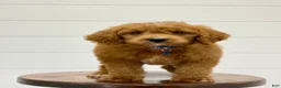 Mini Goldendoodle dogs for sale: Duke ❤️😘 - Ad 12