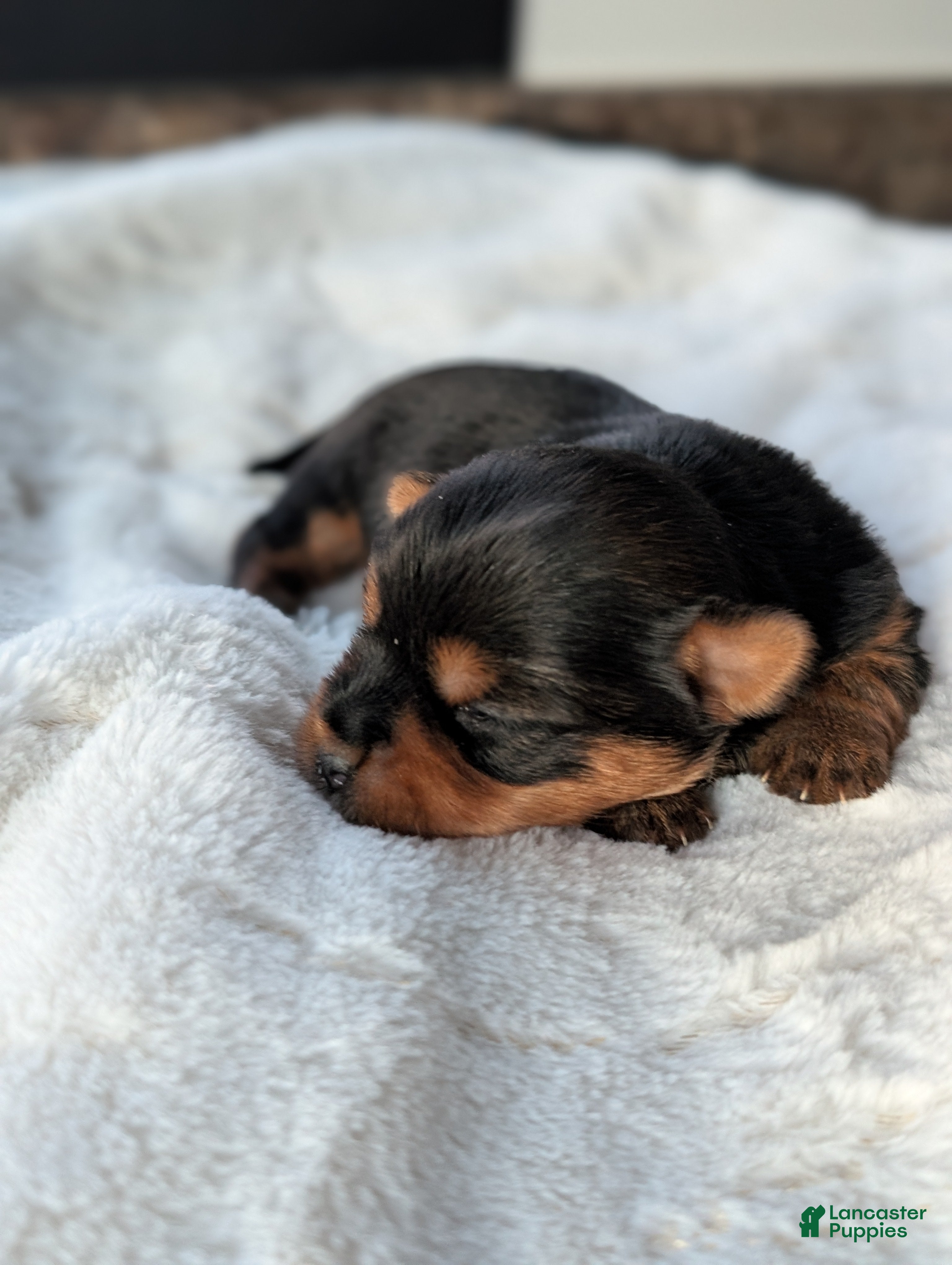 Yorkshire Terrier dogs Princess  - Ad 14
