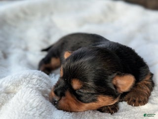 Yorkshire Terrier dogs Princess - Ad 38