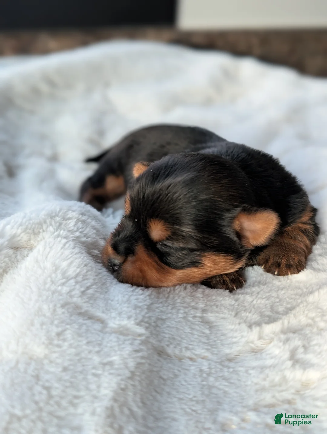 Yorkshire Terrier dogs for sale: Princess  - Ad 8