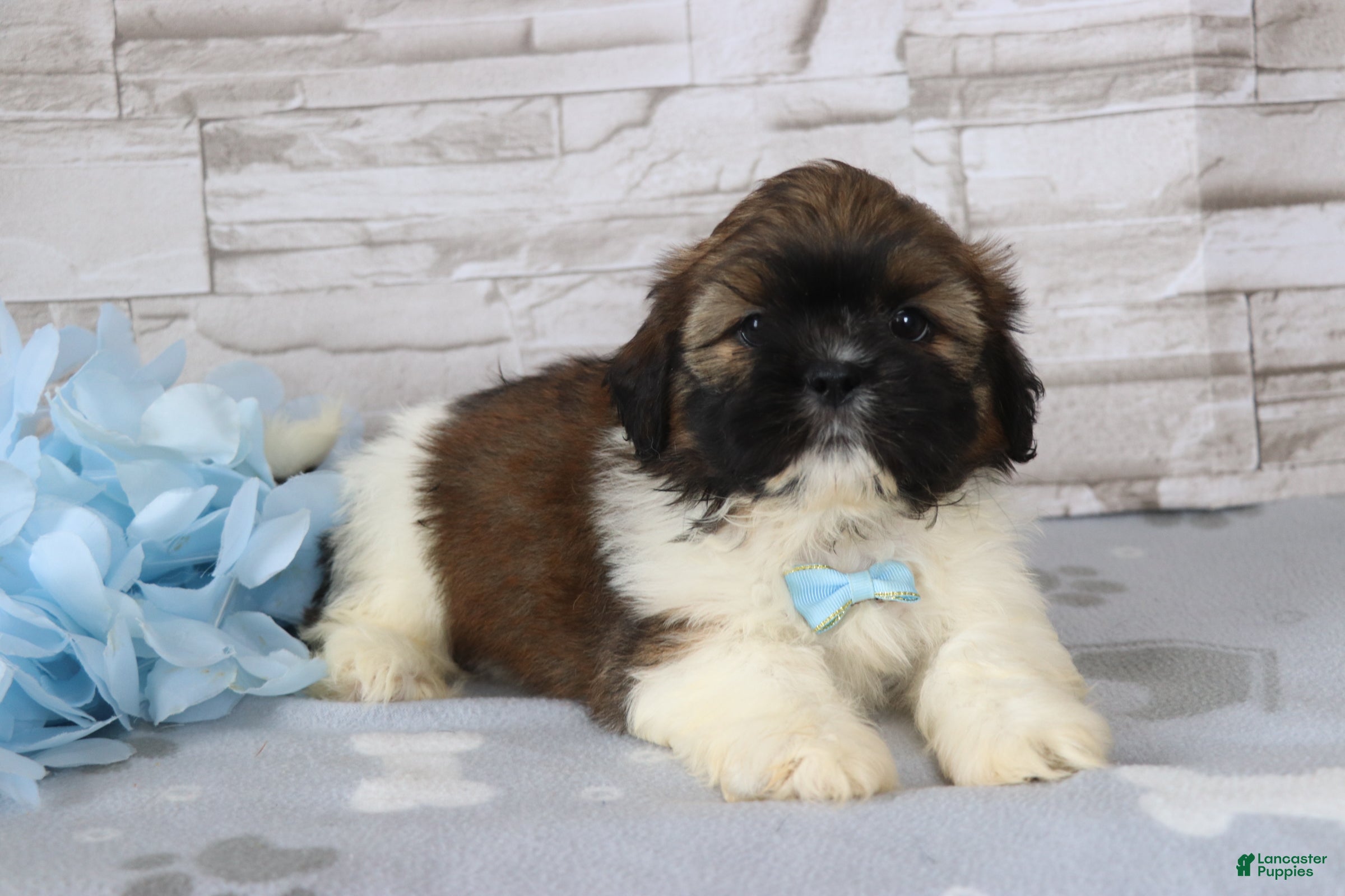 Shih Tzu dogs Roscoe - Ad 1