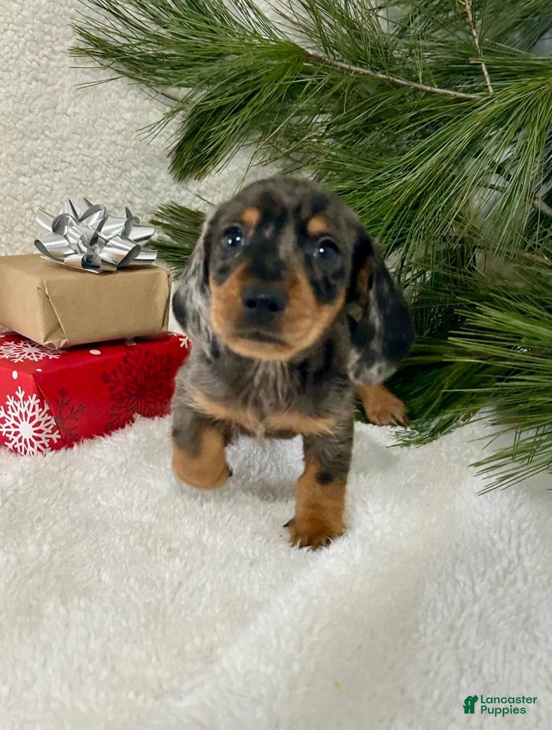 Miniature Dachshund dogs for sale: Jasper - Ad 1