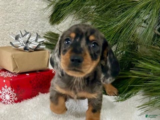 Miniature Dachshund dogs Jasper - Ad 18