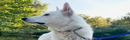 German Shepherd dogs for sale: Sylvia  - Ad 7